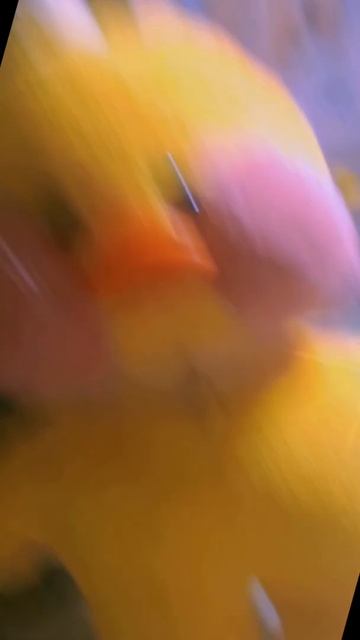 привет я новая ютуберша буду снимать про уток лалафанфан уток зовут жёлтую:Амлетик белую:запиканк