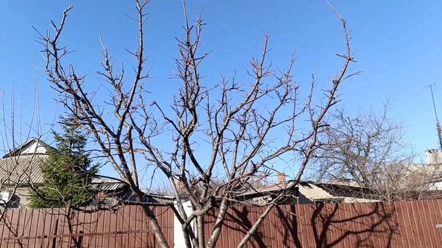 4-й год обрезки на клик древовидной вишни.