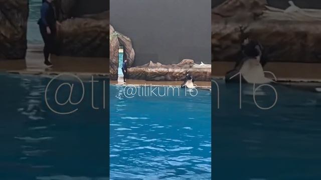 Orkid slides out - Jan 14, 2023 - SeaWorld San Diego