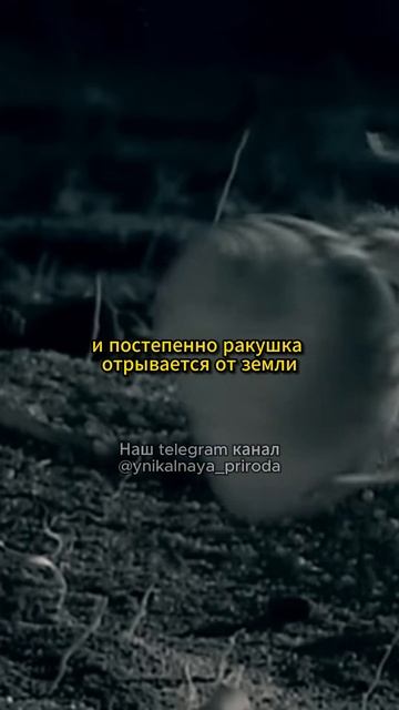 Удивительный паук с Мадагаскара!