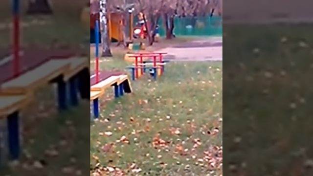 Вороны играют в футбол!