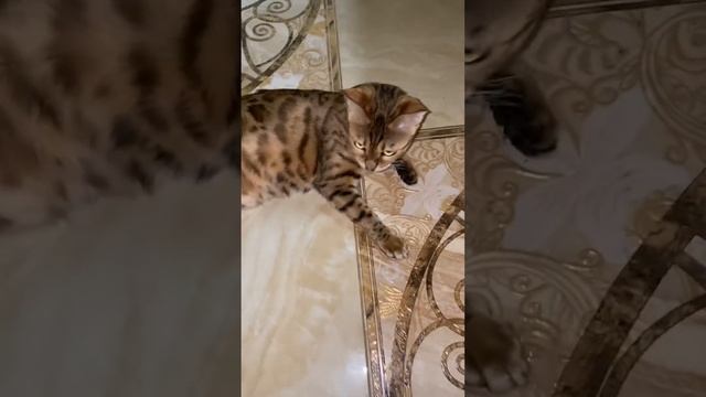 Бенгальская семья
