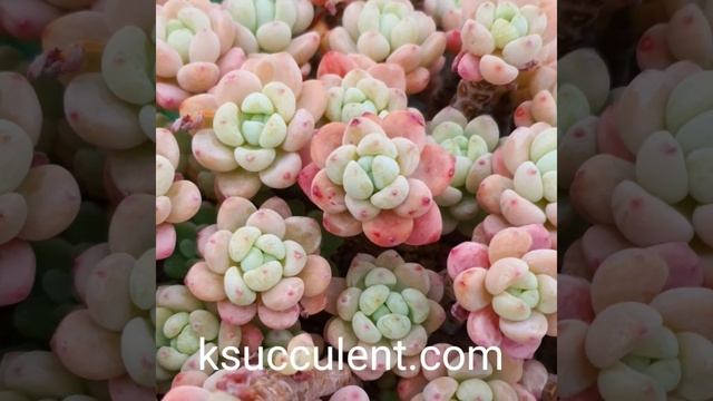 Sedum Clavatum🌵 how to buy rare Korean succulents