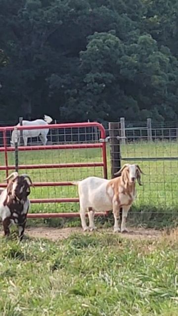 LaiLai's Ear is Fixed. #goatlife #goathusbandry #farm #goatfarming #goatfarmingbusiness #goat