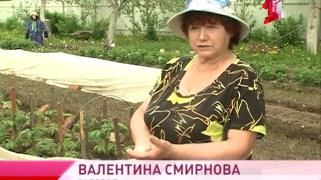 Как вырастить богатый урожай лука