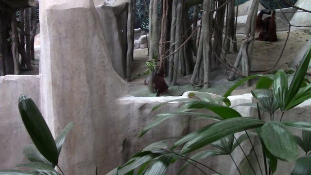 Tropic World Brookfield Zoo HD
