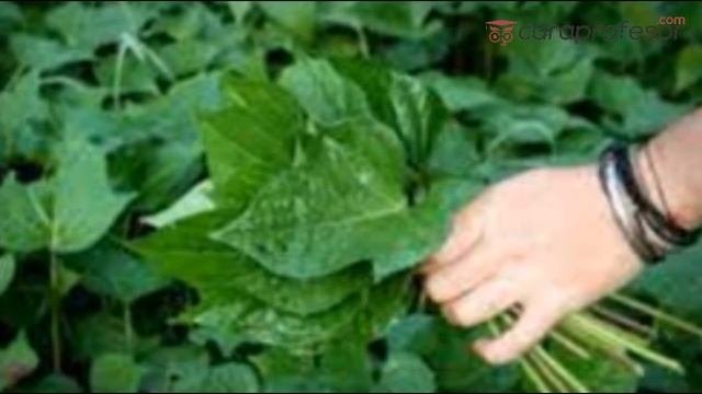 Manfaat Daun Ubi Jalar Untuk Kesehatan Tubuh  Yuk, Intip Ulasannya!