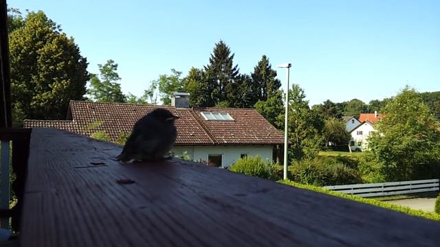 Nahaufnahme: Vogel sitzt ohne Scheu auf dem Balkongeländer