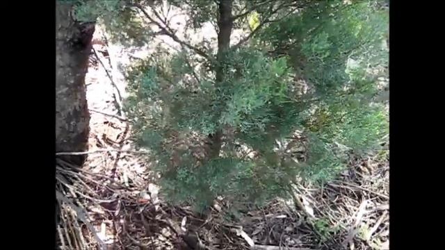 Australian Bush Christmas Trees--native cypress pines--remix