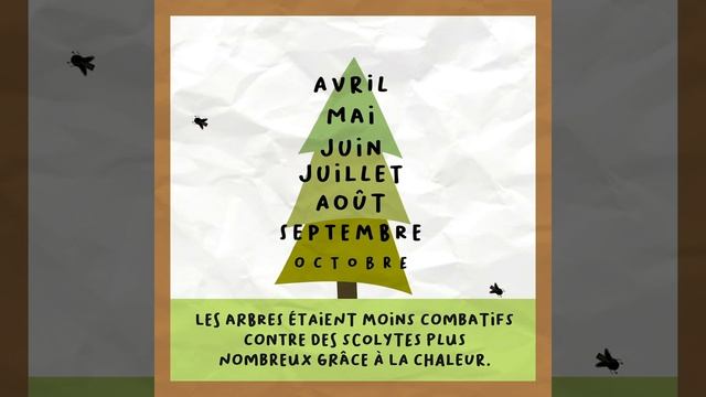 Le Vrai de la Forêt (6/8) – Le scolyte profite-t-il du changement climatique ?