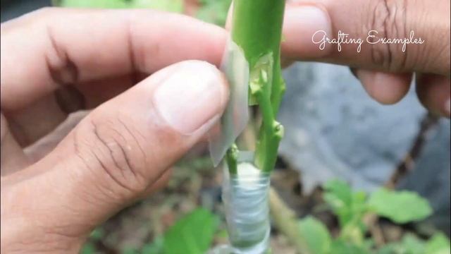 10 Gardening on citrus tree lemon, lime and orange