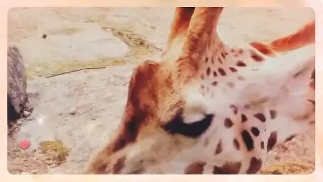 At the zoo.  (Created with @Magisto)