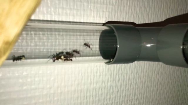 Acromyrmex octospinosus Quinoa-killer !