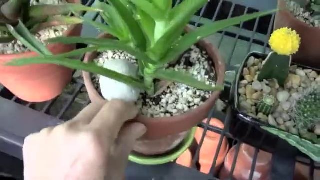 Viewer Requested Plant Updates
