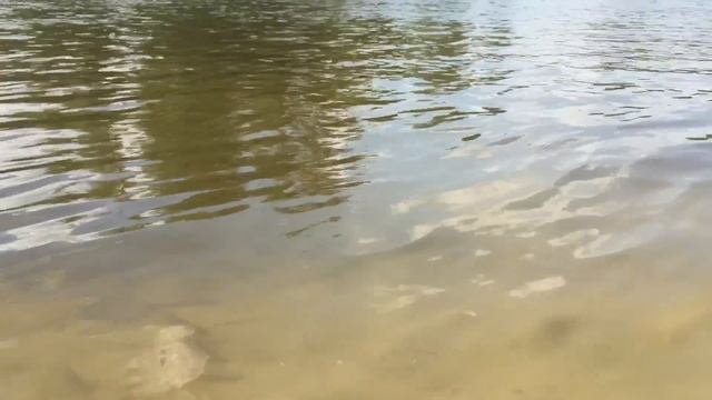 Рыбки тоже любят кушать дыню!
