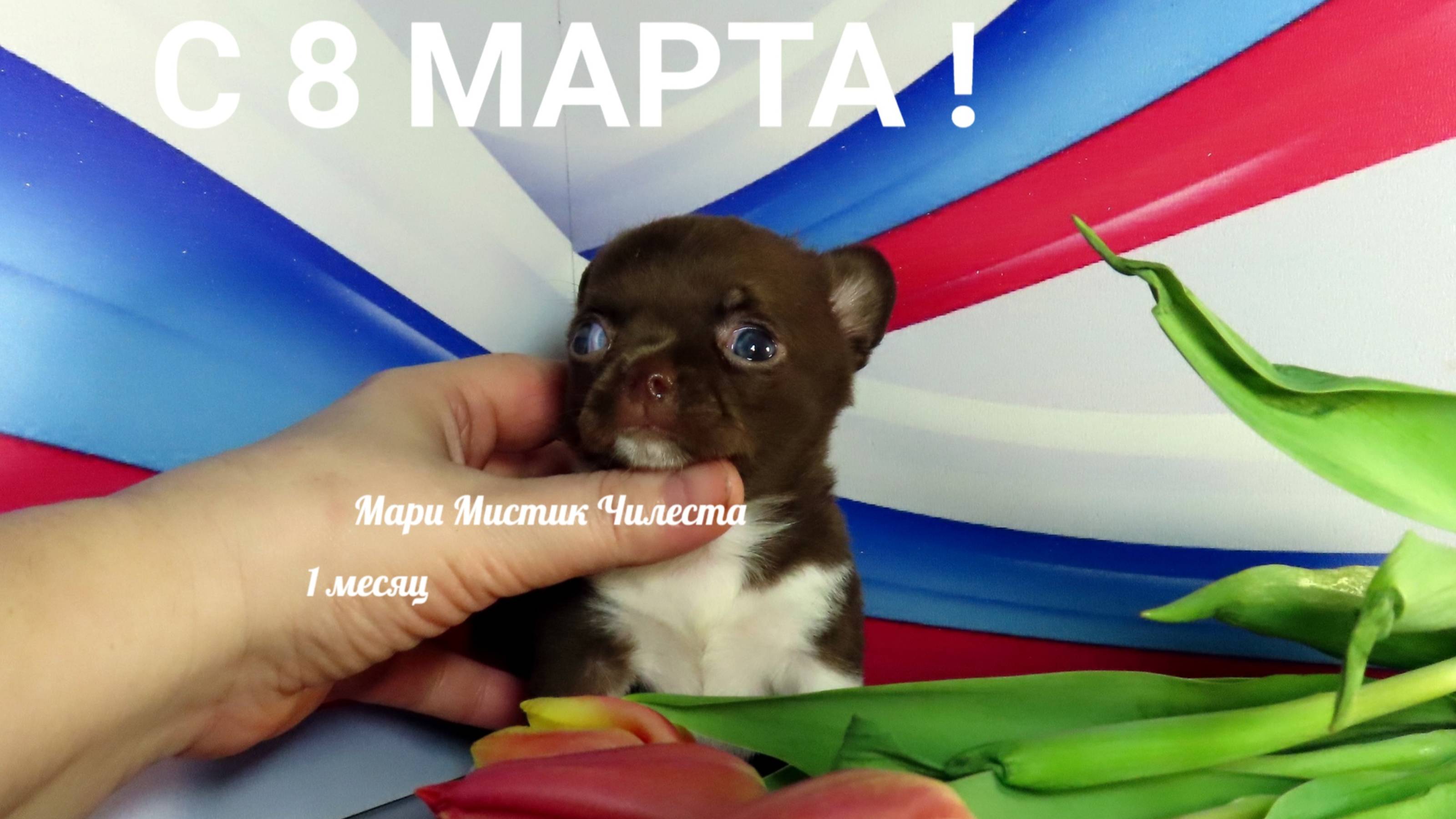 С 8 МАРТА ! Чилеста 1 месяц ! #НОВЫЙ_помёт_ЧИХУАХУА подарок МНЕ на 08.03.2025 Др. Литера "Ю"