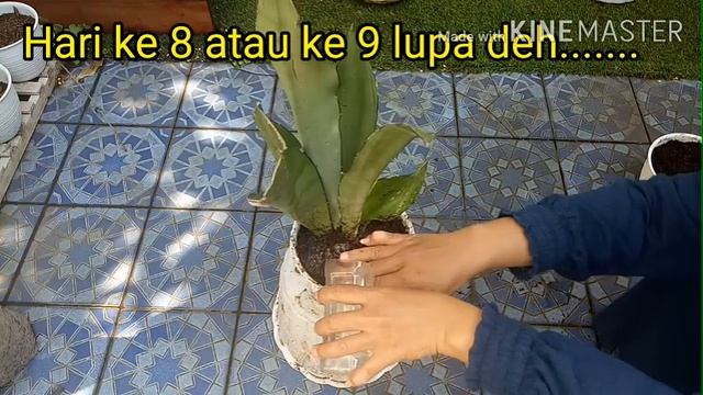 Tips agar tanaman hias Sansivera / lidah mertua cepat anakan,  rimbun dan subur