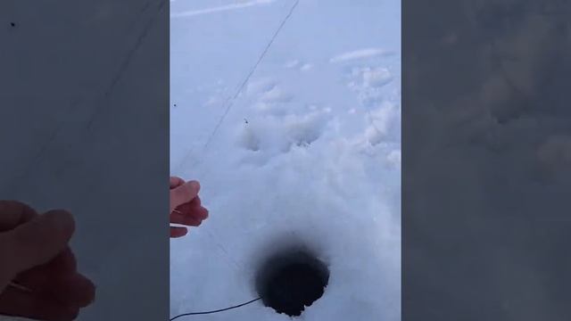 Карасю понравилась мормышка