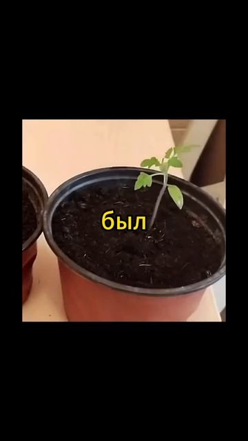 Ускоряем рассаду