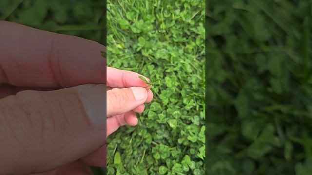 Magic Moment: 4 Leaf Clover find #nature #beautiful #magic #folklore #fairy #fae