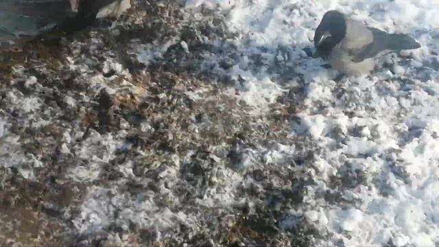 Hooded crow Prying Eye and his impatient son \ Ворона Пытливый Глаз и его нетерепеливый сын