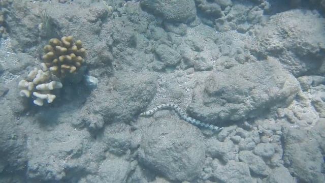 Snowflake Moray Eel