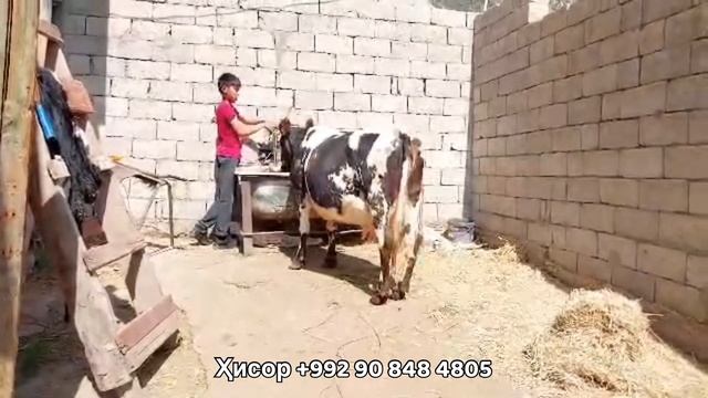 Гови Гусоладори Фуруши бо буқачаш 7 апреля 2024 г.