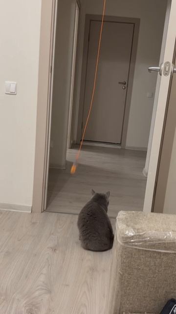 Игрушка для британской кошки