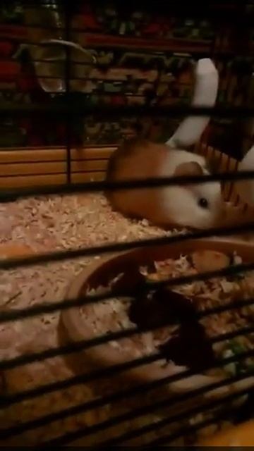 Хомяк 🐹 очень красивый