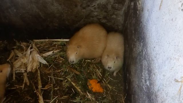 Перше знайомство самця з самками. Перевірка самця на агресивність/активність до самок.