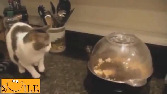 СМЕШНОЕ ВИДЕО! Кошачьи полеты! Бешенные коты! ПРИКОЛЫ!