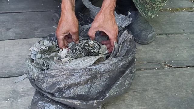 Огромный осиный улей изнутри