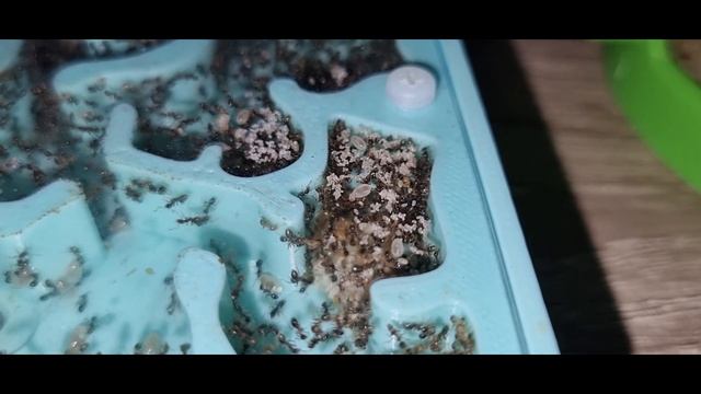 [Mrówki] Pheidole megacephala - rzeź i przygotowania do rójki