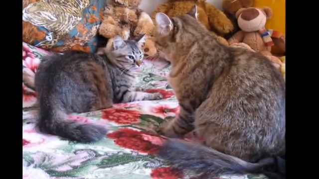Нежность как она есть.
