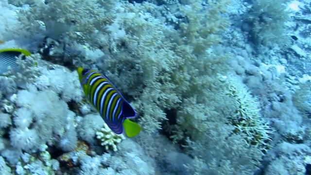Ras Mohammed Yolanda reef Sharm El Sheikh