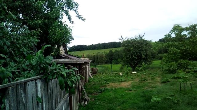 Выращивание гусей.  Утки и гуси. Що з Гусями? Біда. Дуже шкода гусят.... :(