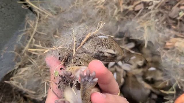 Зайцы выросли на грядке