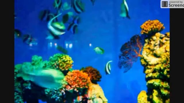 Aquarium GIF - Find & Share on GIPHY