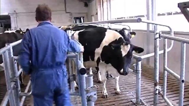 Селекционная установка для коров