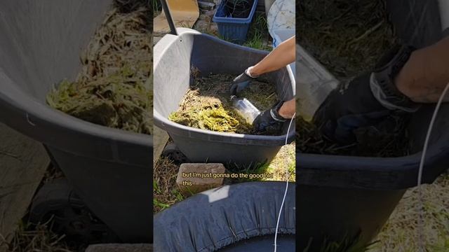 This was an interesting test. I'm glad I did it. #npktest #grassclippings