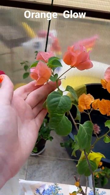 сорт Orange Glow