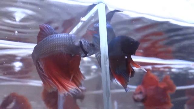 Молодые петушки - хальфмуны. часть 4 (г. Хмельницкий)