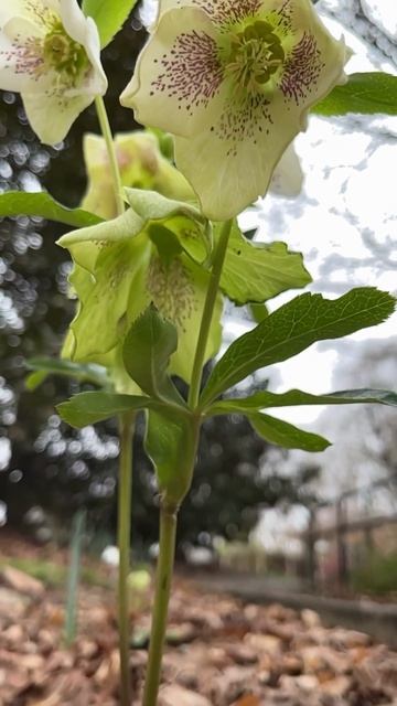 Explore with Me 🌱 #helleborus #naturesounds #relaxingnaturesounds  #shorts