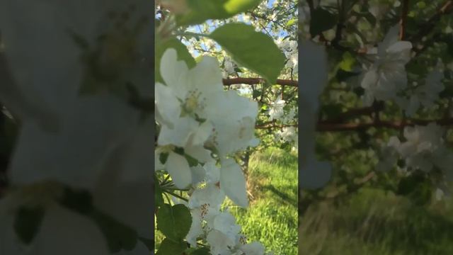 Яблочный сад, КХ «Бахтияр»
