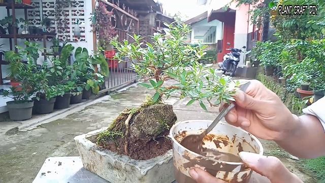 Cara Mengganti Media Mame Bonsai Seribu Bintang On The Rock (Mame Serbin)