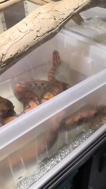 Релакс у змей😄🐍#БразильскийРадужныйУдав #Ценхрия #Удав #Snake #BrazilianRainbowBoa #Cenchria