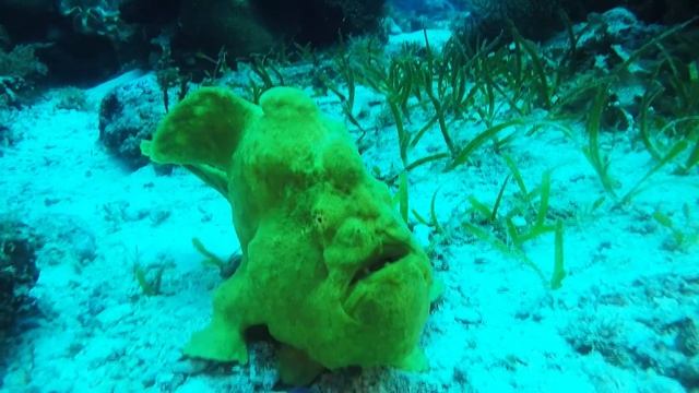 Giant Green Frog Fish Philippines