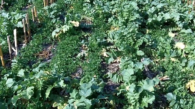 Crimson clover and cover crop radishes