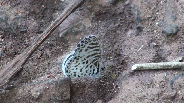 MARIPOSAS - Yuyera (Leptotes cassius)