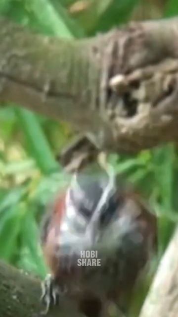 Percaya nggak? Burung langka ini bisa tiru suara cucak rawa!